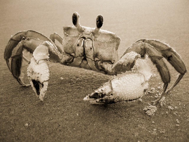 crab.jpg